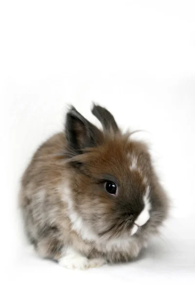 Fluffy bunny — Stock Photo, Image
