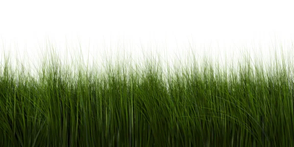 stock image Grass