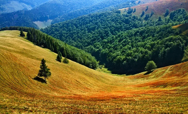 stock image Glade in the mountains