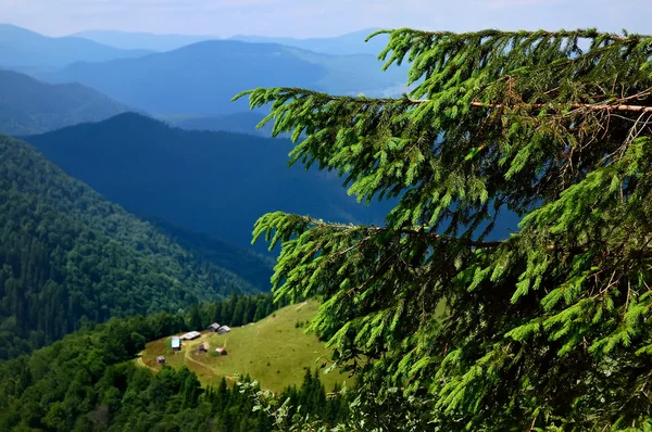 Copac în munți — Fotografie, imagine de stoc
