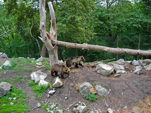 stock image Bears in Sweden