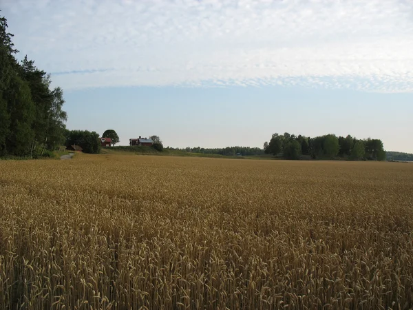Пейзаж во время лета в Швеции (Angarnsj:ngen ) — стоковое фото