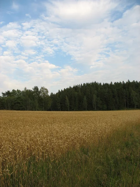 Landschaft im Sommer in Schweden (angarnssjöängen) — Stockfoto