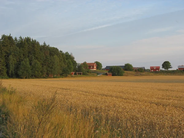 Landscape during summer in Sweden(Angarnssjöängen) — Stok fotoğraf
