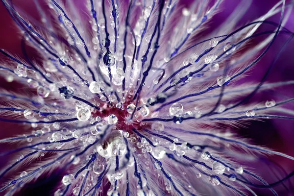 Purpurfarbene Tentakel in abstrakter Blütenaufnahme Stockbild
