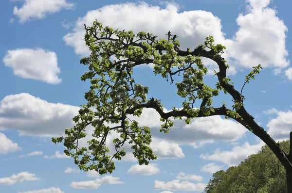 Ramo de árvore de corte — Fotografia de Stock