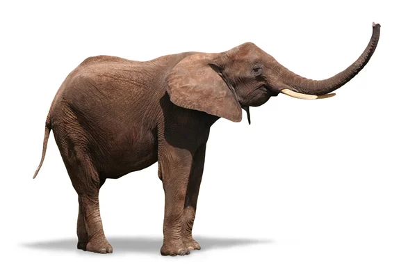 Fröhlicher Elefant isoliert auf weißem Grund — Stockfoto