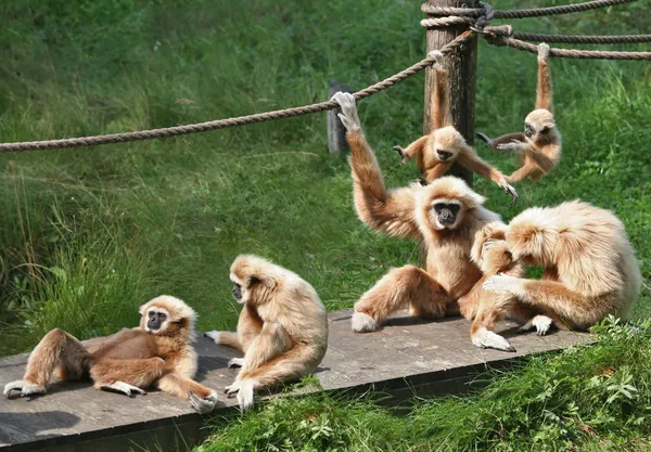 Família de macacos alegres — Fotografia de Stock
