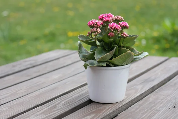 Stock image Table Flower