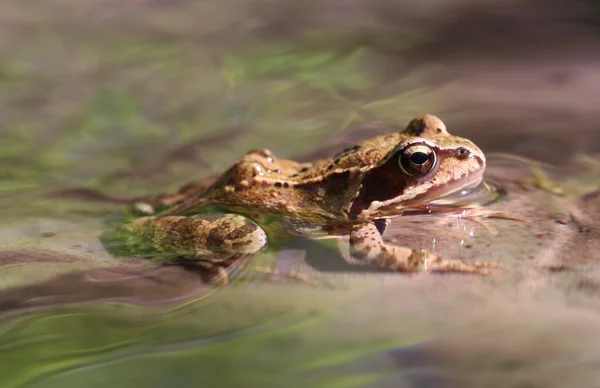 Frog in Creek — Stock Photo, Image
