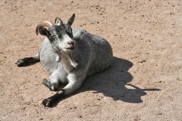 Happy Goat — Stock Photo, Image
