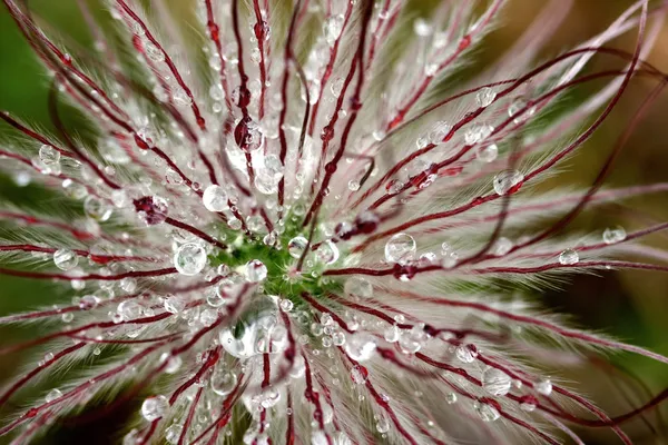 Cabeza de flor de macro abstracta —  Fotos de Stock