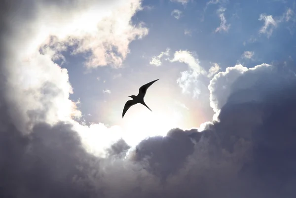 Fly to Heaven — Stock Photo, Image