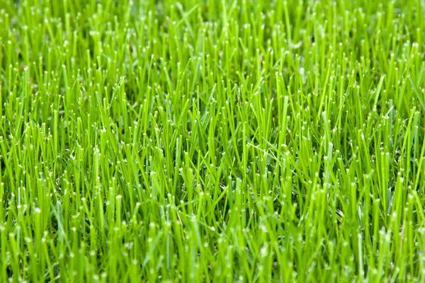 Nyklippt gräs — Stockfoto
