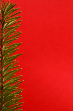 Festive fir background clipart