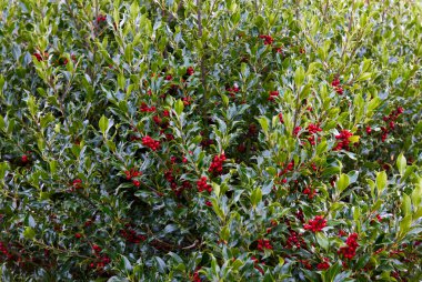 Holly bush