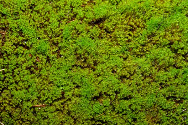 Musgo verde —  Fotos de Stock