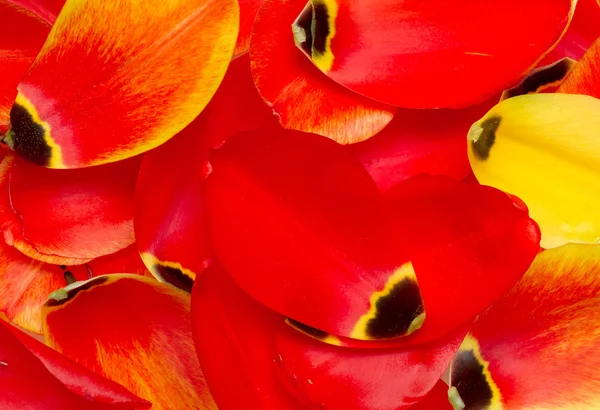 Pétalos de tulipán — Foto de Stock