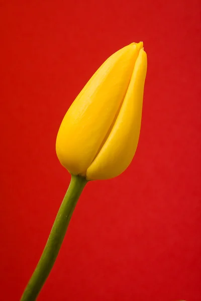Lalele galbene — Fotografie, imagine de stoc