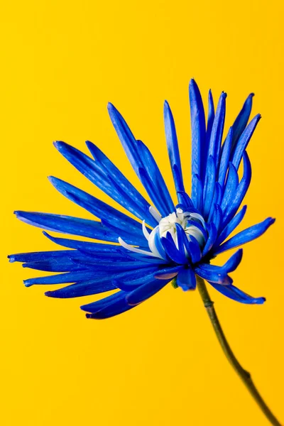 Красный голубой цветок — стоковое фото