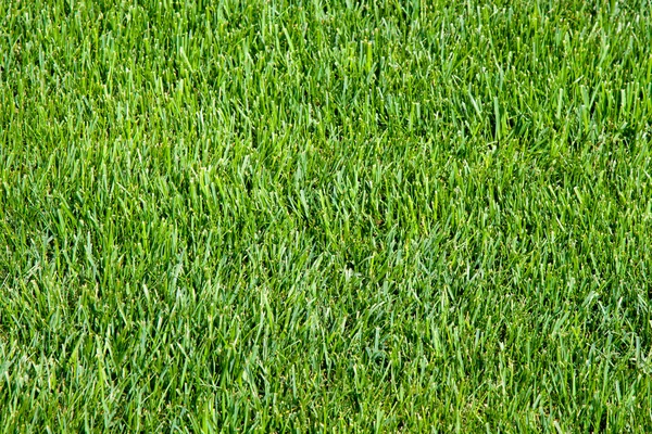 stock image Green grass