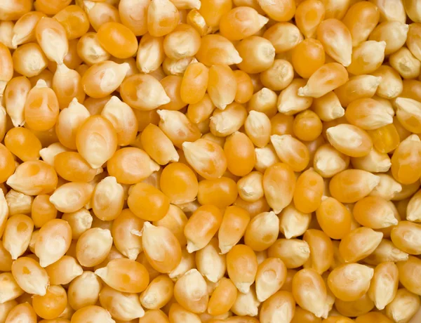 Popcorn jądra — Zdjęcie stockowe