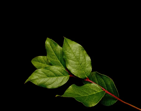 Salal liści — Zdjęcie stockowe