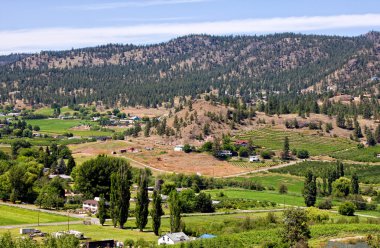 Summerland üzüm bağları