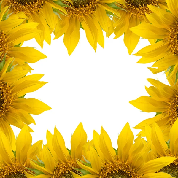 Stock image Sunflower border