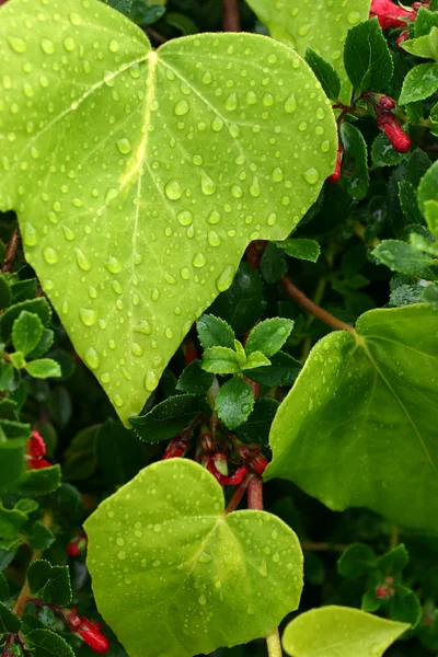绿色的树叶上的雨 — 图库照片