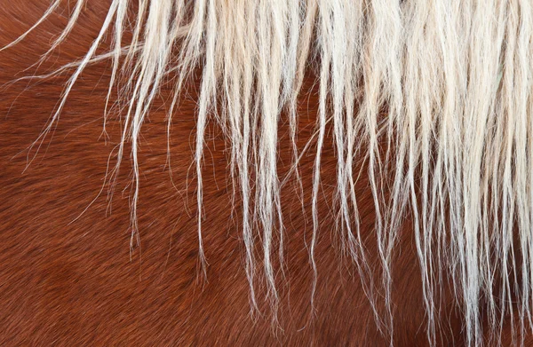 Grzywa włosy konia — Zdjęcie stockowe