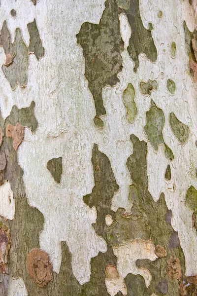 Natural camoflage — Stock Photo, Image