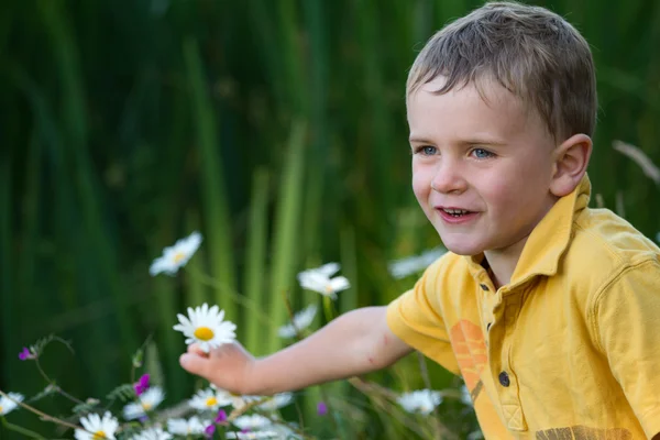 Boy picking daisies — Stockfoto