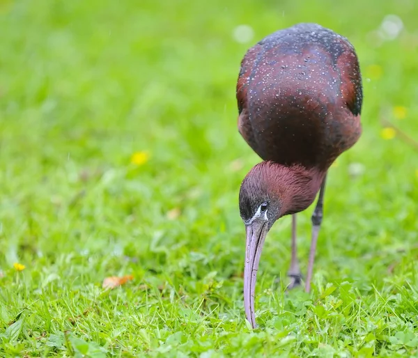 Hochglanz-Ibis. — Stockfoto