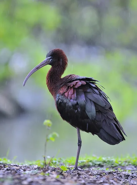 Glansigt ibis. — Stockfoto