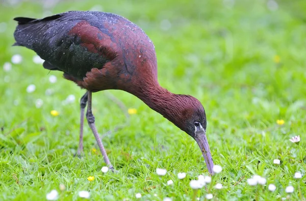 Glossy ibis. — Stock Photo, Image