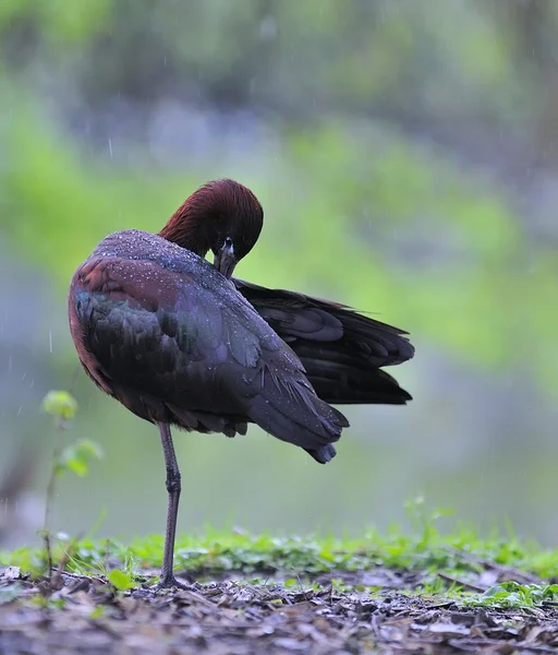 Glansigt ibis. — Stockfoto