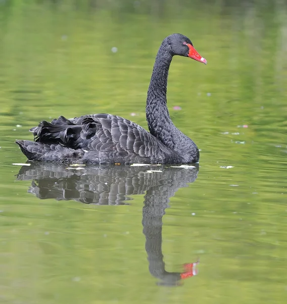 Cisne negro. — Fotografia de Stock