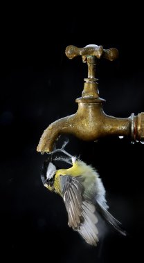 Bird drinking. clipart