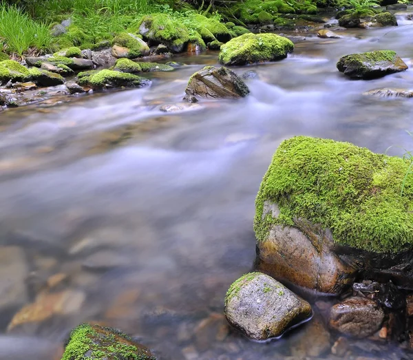 Moss in the river. — Stock Photo, Image