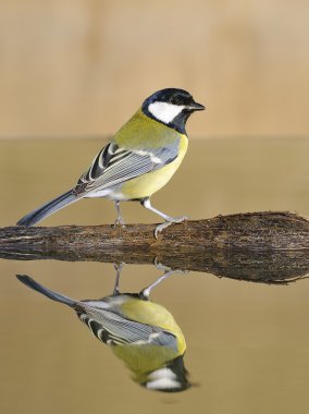 Great tit. clipart