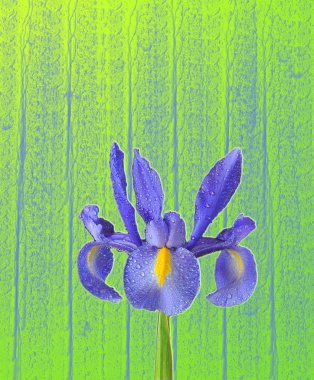 Blue Lily. clipart