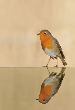 Robin, Erithacus rubecula,