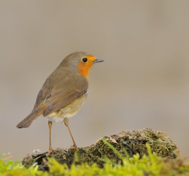 Robin, Erithacus rubecula.