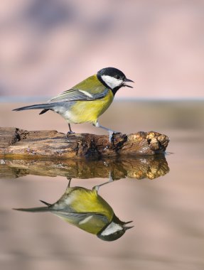 Bird in water. clipart