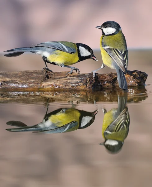 Uccello in acqua . — Foto Stock