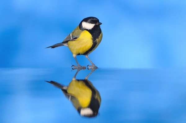 Vogel im Wasser. — Stockfoto