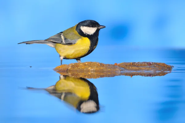 Bird in water. — Stock Photo, Image