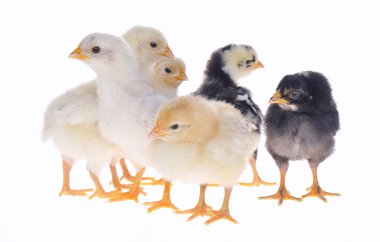 Chicks. clipart