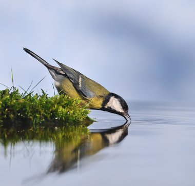 Great tit. clipart